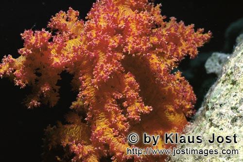 Weichkoralle/Soft coral/Dendronephthya sp.        Weichkoralle im Roten Meer         Weichkorallen sind ein