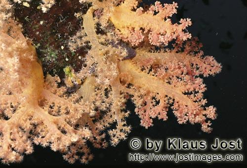 Weichkoralle/Soft coral/Dendronephthya sp.        Weichkoralle im Roten Meer         Weichkorallen sind ein