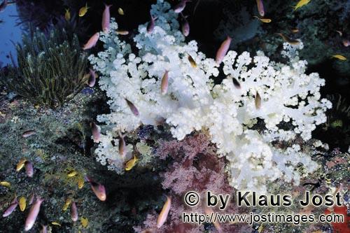 Weichkoralle/Soft coral/Dendronephthya sp.        Weichkorallen        Weichkorallen sind ein