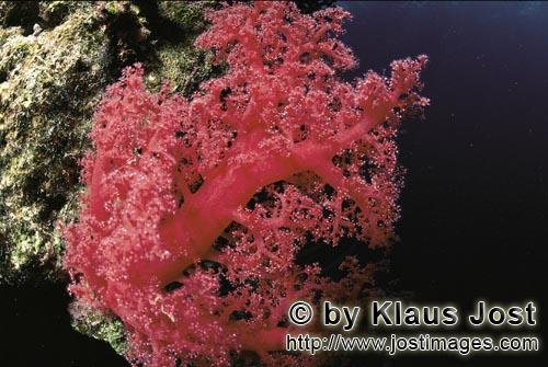 Weichkoralle/Soft coral/Dendronephthya sp.        Intensiv rote Weichkoralle        Weichkorallen si