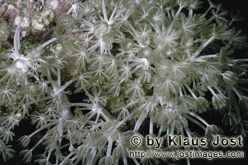 Großspikel-Pumkoralle/Xenia macrospiculata        Weichkoralle im Roten Meer         Weichkorallen sind ei