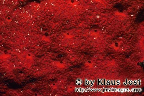 Roter Schwamm/Red Sponge/Cliona vastifica.        Roter Schwamm im Roten Meer     Red sponge in the Red S