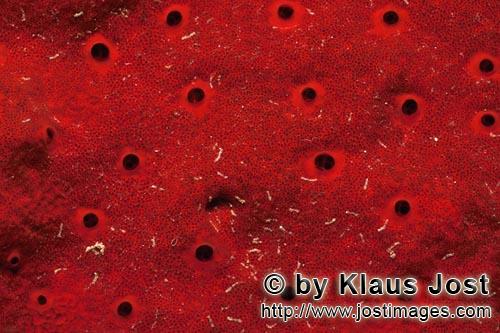 Roter Schwamm/Red Sponge/Cliona vastifica.        Roter Schwamm im Roten Meer         Dieser wunder