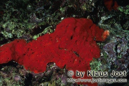 Roter Schwamm/Red Sponge/Cliona vastifica.        Roter Schwamm im Roten Meer         Dieser wunder