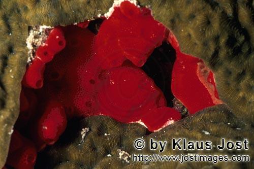 Roter Schwamm/Red Sponge/Cliona vastifica        Roter Schwamm im Roten Meer         Dieser rote 