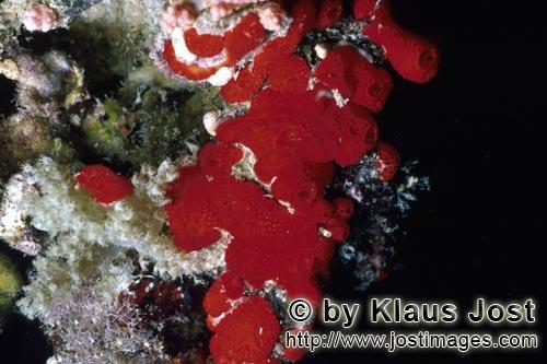 Roter Schwamm/Red Sponge/Cliona vastifica        Roter Bohrschwamm (Cliona vastifica)         Dieser
