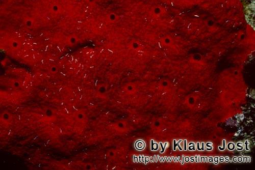 Roter Schwamm/Red Sponge/Cliona vastifica.        Roter Schwamm im Roten Meer         Dieser wunders