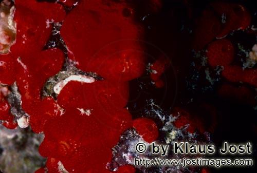 Roter Schwamm/Red Sponge/Cliona vastifica.        Roter Schwamm im Roten Meer         Dieser wunders