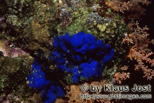 Blauer Schwamm/Blue Sponge/Hymedesmia sp.        Blauer Schwamm im Roten Meer         Dieser wunderschoene 