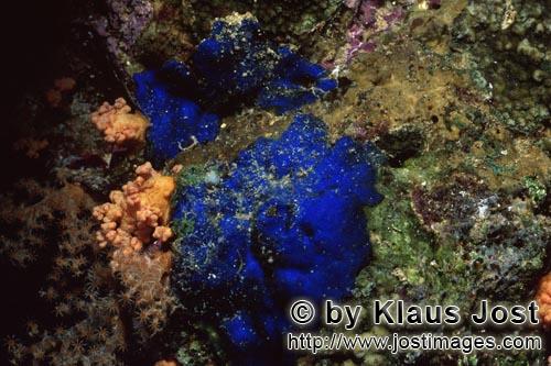 Blauer Schwamm/Blue Sponge/Hymedesmia sp.        Blauer Schwamm         Dieser wunderschoene bla