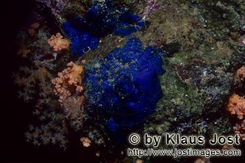 Blauer Schwamm/Blue Sponge/Hymedesmia sp.        Blauer Schwamm         Dieser wunderschoene Blau