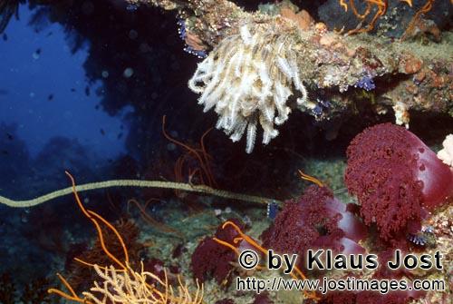 Weichkoralle/Soft coral/Dendronephthya sp.        Weichkorallen        Die bunten Weichkorallen sind
