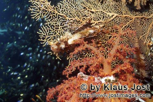 Weichkoralle/Soft coral/Dendronephthya sp.        Weichkoralle mit Gorgonie         Weichkoralle