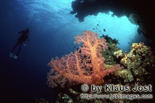 Weichkoralle/Soft coral/Dendronephthya sp.        Weichkoralle und Taucherin         Weichkorallen s