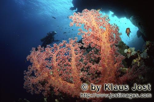 Weichkoralle/Soft coral/Dendronephthya sp.        Weichkoralle und Taucherin an einem Korallenueberh