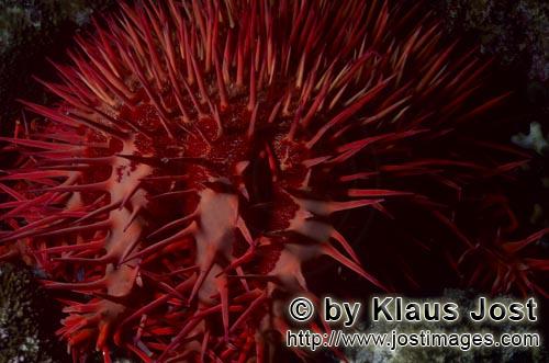 Dornenkrone/Crown of thorn starfish/Acanthaster planci        Dornenkronenseestern im Riff        De