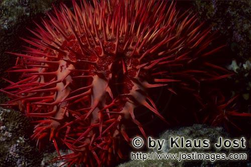 Dornenkrone/Crown of thorn starfish/Acanthaster planci        Dornenkronenseestern im Riff        De