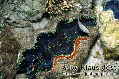 Moerdermuschel/Giant clam/Tridacna        Moerdermuschel im Riff        Moerdermuscheln der Gattung 