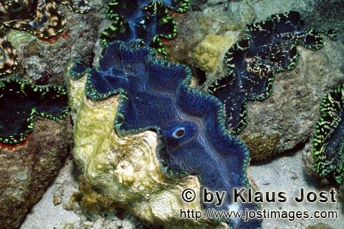 Moerdermuschel/Giant clam/Tridacna        Moerdermuschel        Moerdermuscheln der Gattung Trida