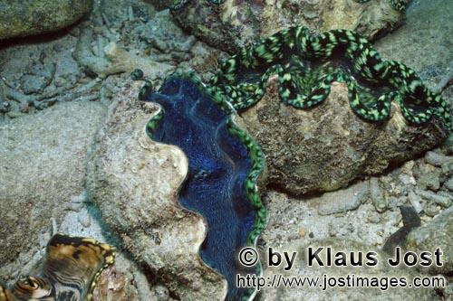 Moerdermuschel/Giant clam/Tridacna        Geoeffnete Moerdermuschel        Moerdermuscheln der Gattu
