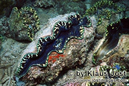 Moerdermuschel/Giant clam/Tridacna        Moerdermuschel        Moerdermuscheln der Gattung Tridacna