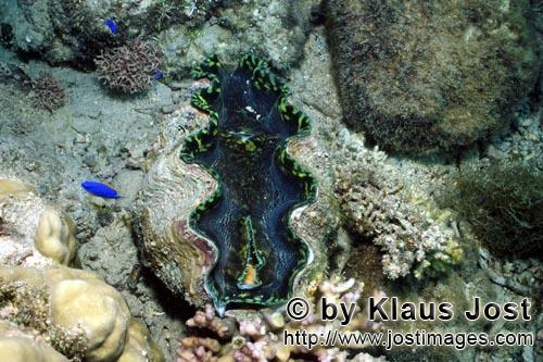 Moerdermuschel/Giant clam/Tridacna        Moerdermuschel        Moerdermuscheln der Gattung Tridacna