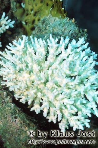 Korallenbleiche        Die Erderwaermung durch den Ausstoß von Klimagasen ist vermutlich die Ursache f