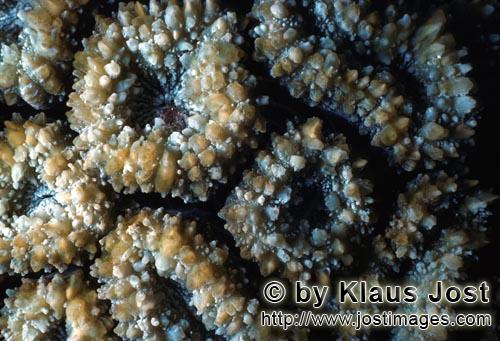 Steinkoralle/Stony coral/Plerogyra sp.        Steinkoralle 