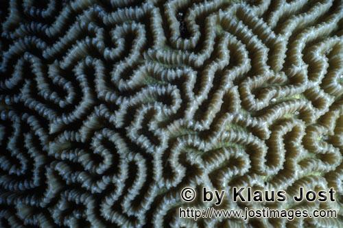 Hirnkoralle/Brain coral/Platygyra daedalea        Hirnkoralle    