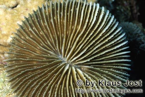 Pilzkoralle/Mushroom coral/Fungia fungitis        Pilzkoralle 
