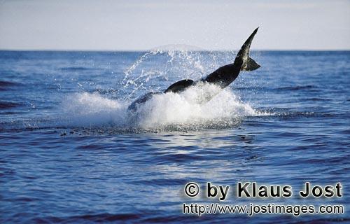 Weißer Hai/Great White shark/Carcharodon carcharias        Springender Weißer Hai vor Dyer Island<