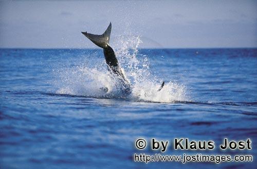 Weißer Hai/Great White shark/Carcharodon carcharias        Es ist Spaetnachmittag. Ungefaehr acht Kilo