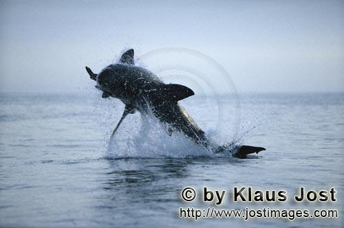 Weißer Hai/Great White shark/Carcharodon carcharias        Springender Weißer Hai vor Dyer Island<