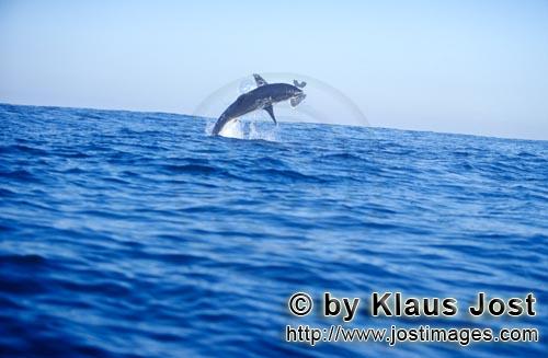 Weißer Hai/Great White shark/Carcharodon carcharias        Springender weißer Hai         Es ist S
