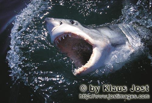 Weißer Hai/Great White shark/Carcharodon carcharias        Mit offenem Maul durchstoeßt der Weiße