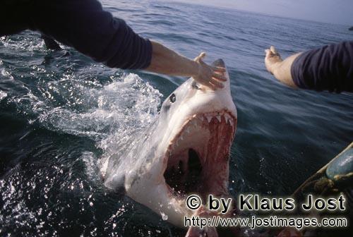 Weißer Hai/Great White Shark/Carcharodon carcharias        Weißer Hai greift Außenbordmotor an</b
