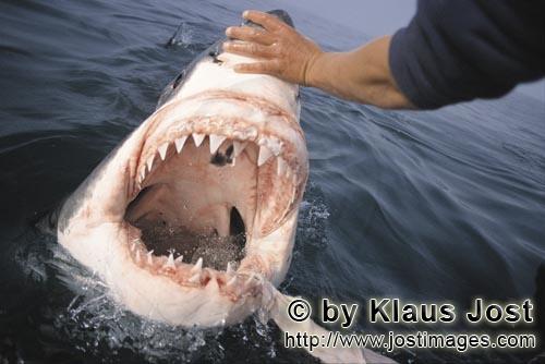 Weißer Hai/Great White Shark/Carcharodon carcharias        Der Weiße zeigt seine Zaehne         Al