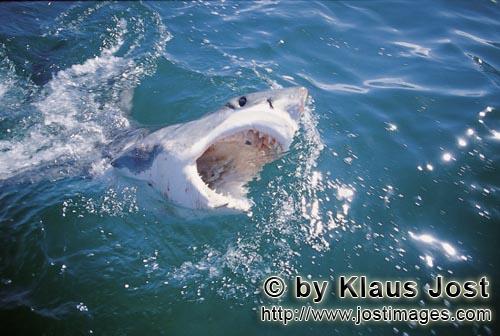 Weißer Hai/Great White Shark/Carcharodon carcharias        Weißer Hai durchbricht die Wasseroberfl