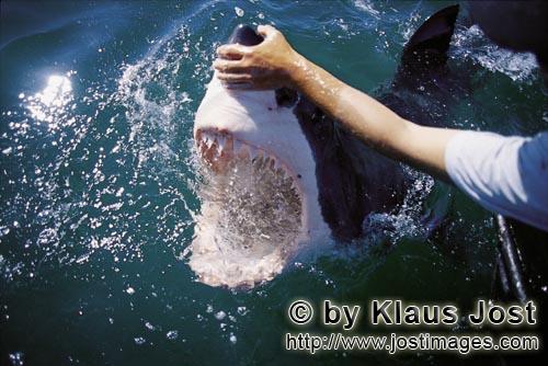 Weißer Hai/Great White Shark/Carcharodon carcharias        Weißer Hai - der mit den gezackten Zaeh
