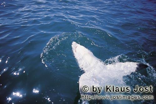 Weißer Hai/Great White Shark/Carcharodon carcharias        Weißer Hai liegt auf dem Ruecken    