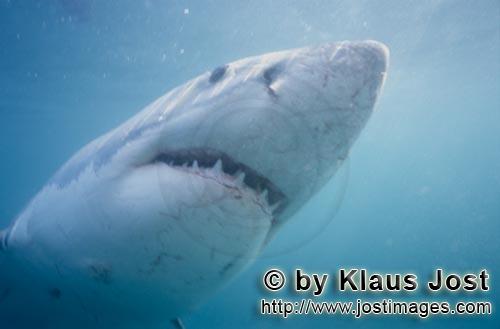 Weißer Hai/Great White Shark/Carcharodon carcharias        Weißer Hai starrt auf seine Beute    