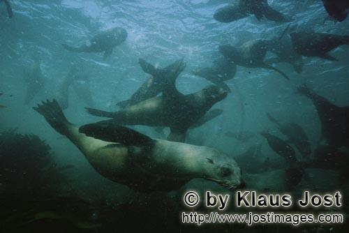 Suedafrikanische Pelzrobbe/South African fur seal/Arctocephalus pusillus        Pelzrobben unterwass
