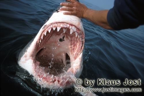 Weißer Hai/Great White Shark/Carcharodon carcharias        Die Zaehne des Weißen Hais        Als <