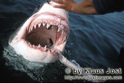 Weißer Hai/Great White Shark/Carcharodon carcharias        Die Zaehne des Weißen Hais         Als And