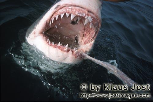 Weißer Hai/Great White Shark/Carcharodon carcharias        Weißer Hai und Koeder an der Wasserober