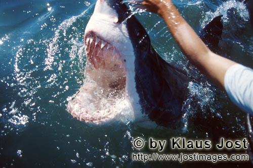 Weißer Hai/Great White Shark/Carcharodon carcharias        Weit geoeffnetes Weiße Haimaul         