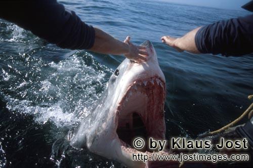 Weißer Hai/Great White Shark/Carcharodon carcharias        Weißer Hai am Außenbordmotor        Al