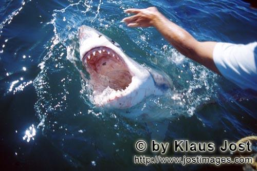 Weißer Hai/Great White Shark/Carcharodon carcharias        Weißer Hai durchbricht das Wasser    