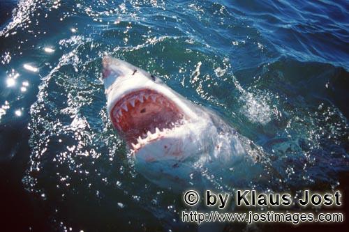 Weißer Hai/Great White Shark/Carcharodon carcharias        Weißer Hai zeigt sein maechtiges Gebiss