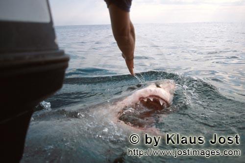 Weißer Hai/Great White shark/Carcharodon carcharias        Weißer Hai taucht direkt hinter dem Boo